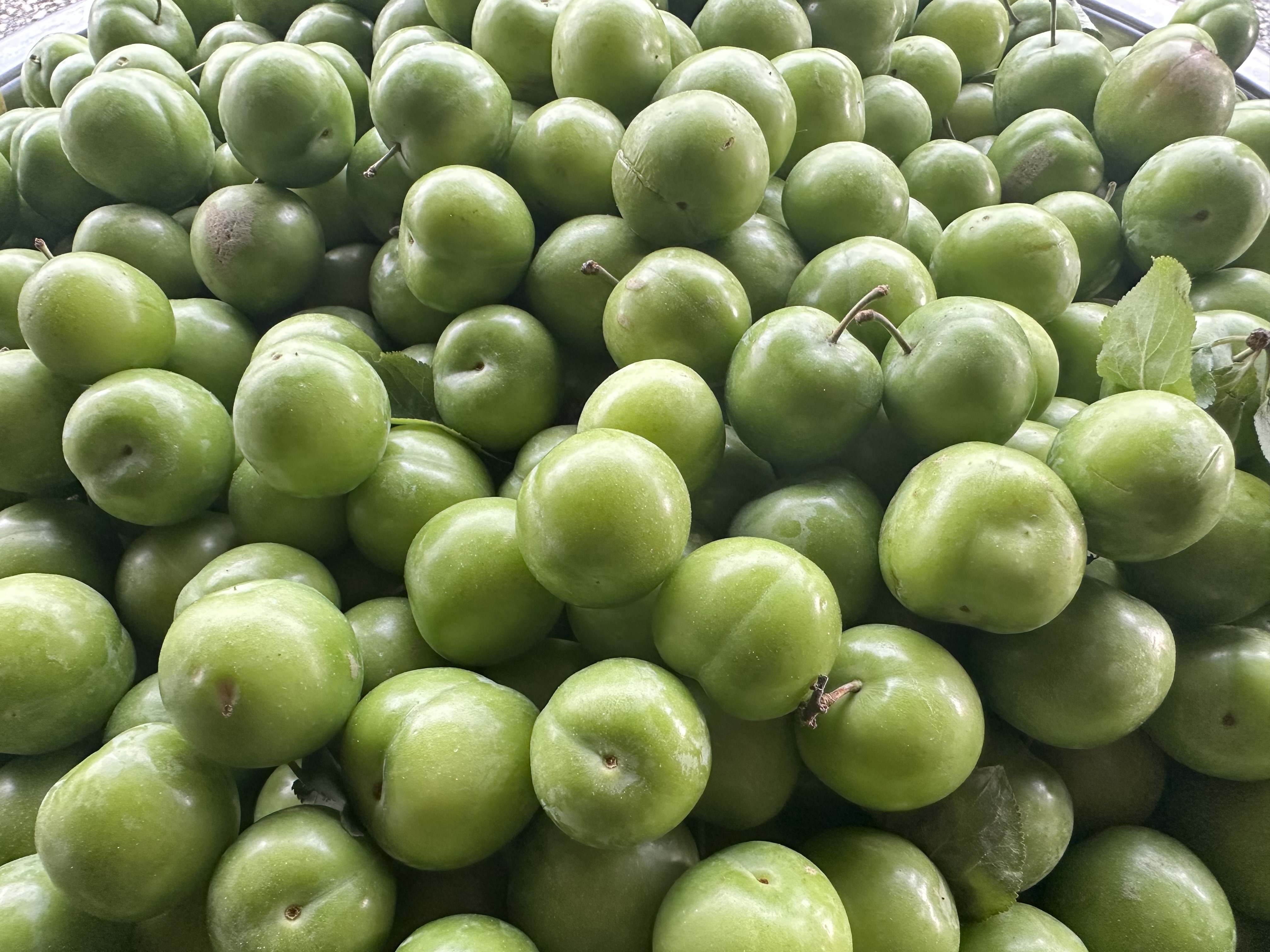 PAPAZ ERİĞİ