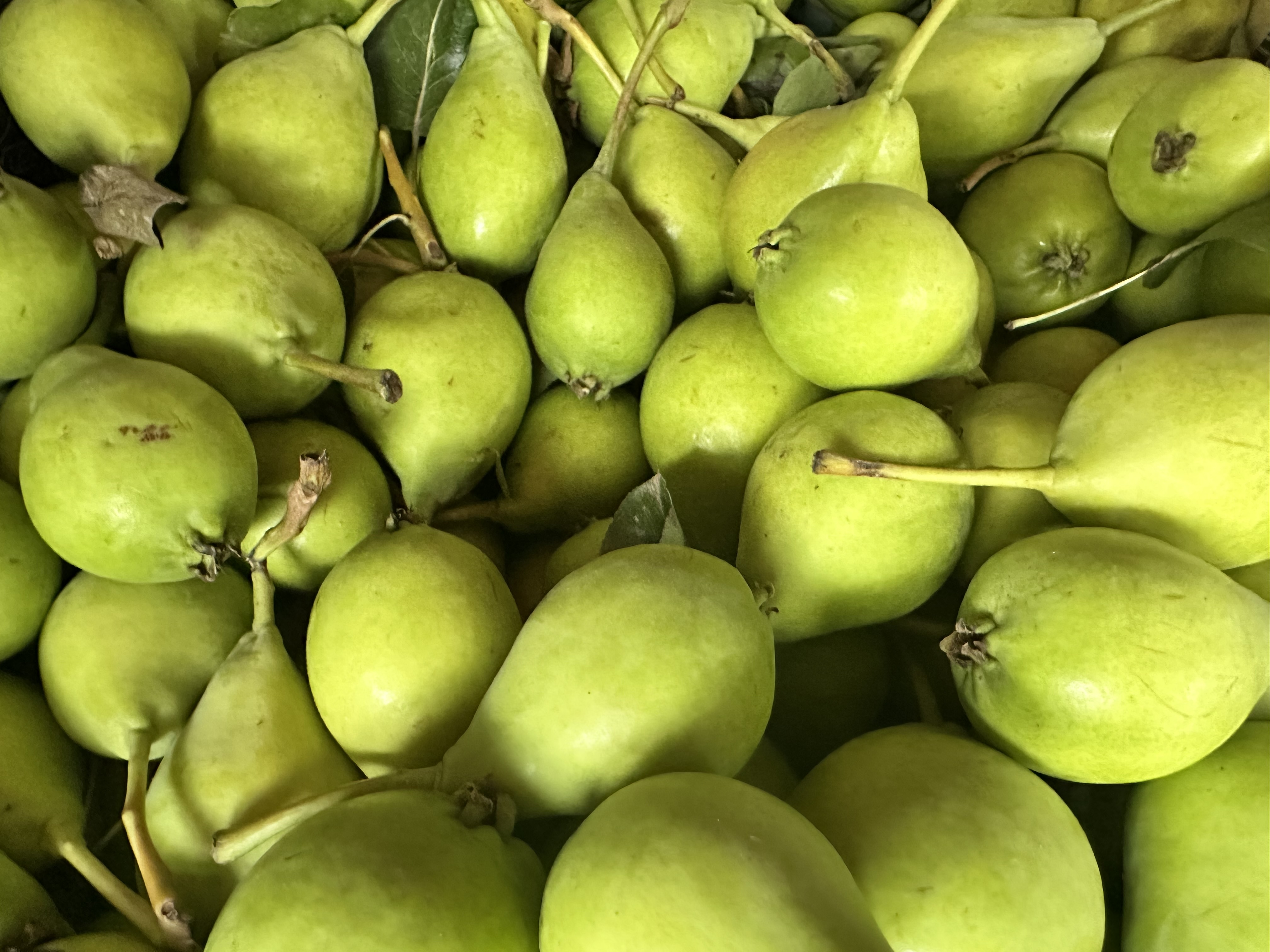Akça Armut